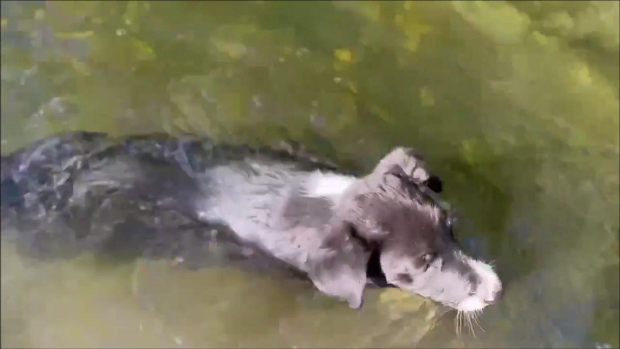 Puppy Water Introduction